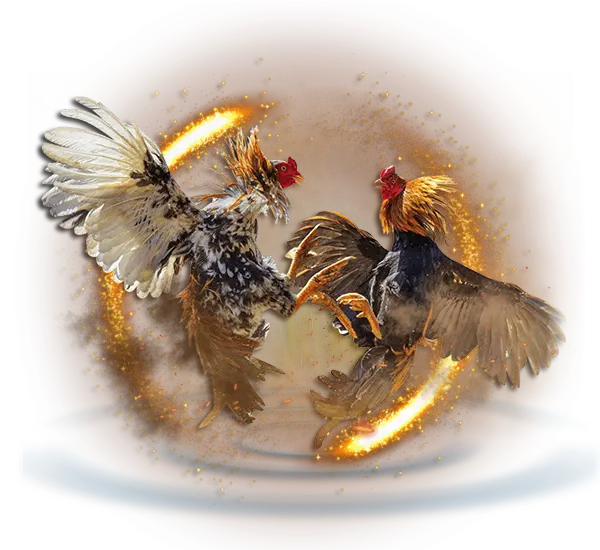 cockfighting casino soloph 08