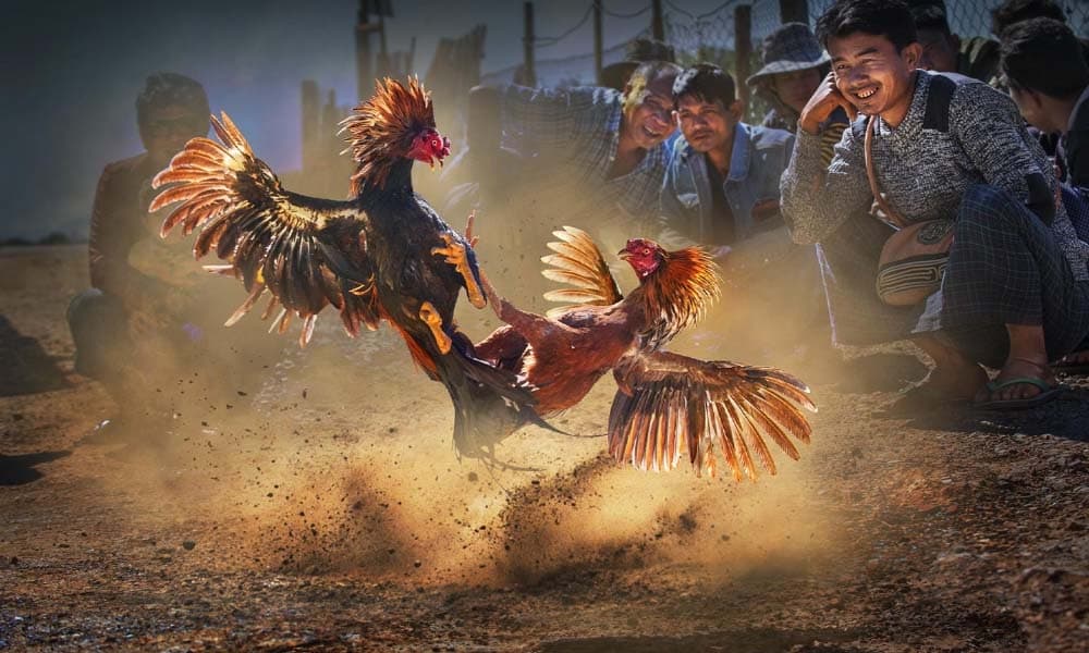 cockfighting casino soloph 18