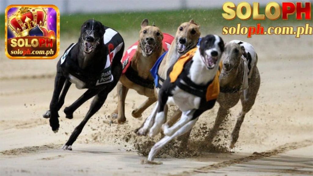 dog racing betting soloph blog 118