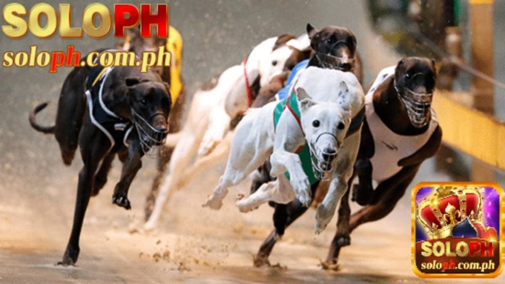 dog racing betting soloph blog 128