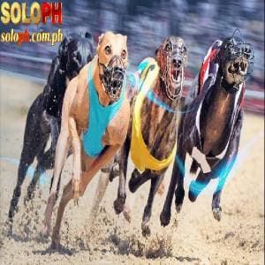 dog racing betting soloph blog avatar 08